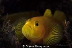 Yellow Pygmy-goby (Lubricogobius exiguus) by Oksana Maksymova 